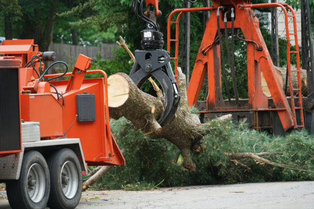 West Ocean City, MD Tree Services Company